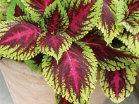 Колеус гибридный (Kong)