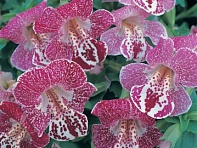 Губастик гибридный (Magic F1)