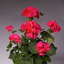 Герань (пеларгония садовая) (Pelargonium x hortorum)
