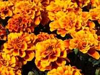 Бархатцы отклоненные (Alumia)