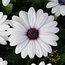 Остеоспермум Эклона (Osteospermum ecklonis)
