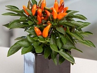 Перец летний (Zamora)