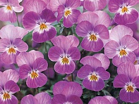 Виола рогатая (Floral Power F1)