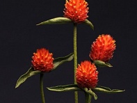 Гомфрена Хаге (Qis) Гомфрена Хаге (Qis)