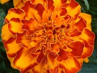 Бархатцы отклоненные (Bonanza)