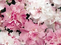 Петуния крупноцветковая махровая (Double Cascade F1)