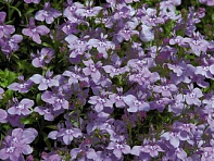 Лобелия ежевидная (Palace)