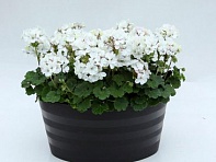 Герань (пеларгония садовая) генетически компактная (Nano F1) Герань (пеларгония садовая) генетически компактная (Nano F1)