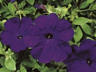 Петуния многоцветковая (Hurrah F1)