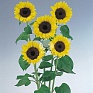 Подсолнечник летний (Helianthus annuus) Подсолнечник летний (Helianthus annuus)