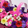 Петуния ампельная гибридная (Petunia х hybrida)