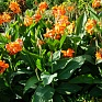 Канна садовая (Canna generalis)