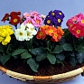 Примула полиантовая (многоцветковая) (Primula polyanthus)