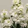 Левкой седой (Matthiola incana) Левкой седой (Matthiola incana)