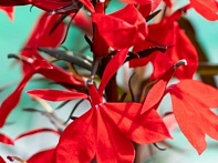 Лобелия огненная