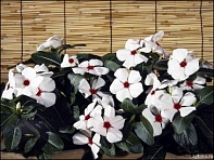 Катарантус розовый (Riviera F1)