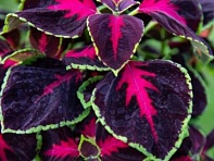 Колеус Блюме (Mezmerize)