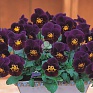 Виола рогатая ампельная (Viola cornuta)