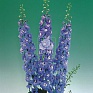 Дельфиниум высокий (Delphinium elatum)