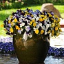 Виола виттрока ампельная (Viola wittrockiana)