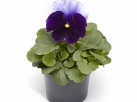 Виола Виттрока