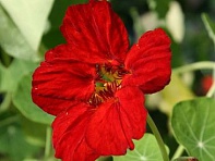 Настурция большая (Indian Chief)