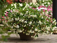 Бегония гибридная ампельная (зеленая листва) (Hula F1)