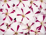 Петуния многоцветковая (Celebrity F1)