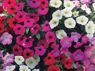 Петуния ампельная гибридная