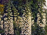 Наперстянка пурпурная