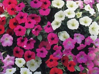 Петуния ампельная гибридная (Rapide F1)