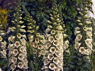 Наперстянка пурпурная (Camelot F1)