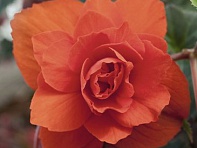 Бегония клубневая махровая ампельная (Illumination F1)