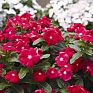 Катарантус розовый (Vinca rosea)