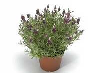 Лаванда стэхадская (Castilliano 2.0)