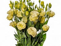 Лизиантус (Эустома) крупноцветковый (Evanthi F1)