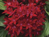 Пентас ланцетовидный (BeeBright F1)