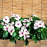 Катарантус розовый (Vinca rosea)