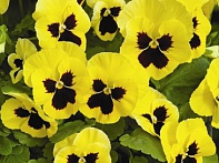 Виола Виттрока