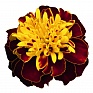 Бархатцы отклоненные (Tagetes patula)