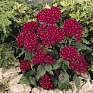 Пентас ланцетовидный (Pentas lanceolata)
