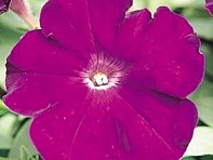 Петуния многоцветковая (Mirage F1)