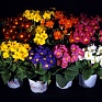 Примула полиантовая (многоцветковая) (Primula polyanthus)