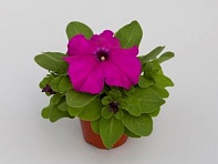 Петуния крупноцветковая (генетически компактная) (Espresso Grande F1)