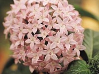 Пентас ланцетовидный (Butterfly F1)