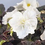 Бегония клубневая махровая ампельная (Begonia tuberhybrida)
