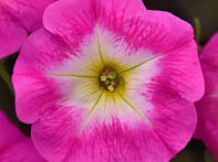 Петуния ампельная гибридная