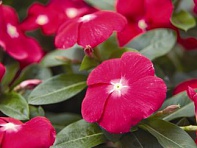 Катарантус розовый (SunStorm F1)