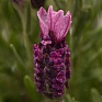 Лаванда стэхадская (Lavandula stoechas)