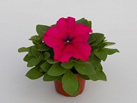 Петуния крупноцветковая (генетически компактная) (Espresso Grande F1)